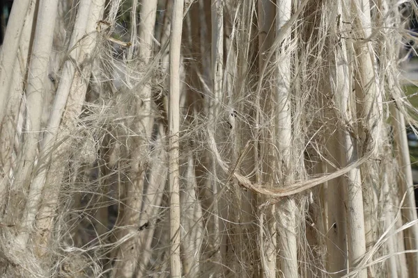 Closeup view of raw jute fiber. Rotten jute is being washed in water and dried in the sun. Brown jute fiber texture and details background.