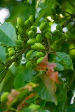 Ağaçta asılı çiğ yeşil zeytin. Elaeocarpus Serratus, Asya 'da bulunan bir tropikal meyvedir. Büyük Hint zeytinleri. Jalpai denilen Bangladeşliler. Turşu yapımında kullanılan yararlı bir tıbbi bitkidir..
