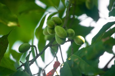 Ağaçta asılı çiğ yeşil zeytin. Elaeocarpus Serratus, Asya 'da bulunan bir tropikal meyvedir. Büyük Hint zeytinleri. Jalpai denilen Bangladeşliler. Turşu yapımında kullanılan yararlı bir tıbbi bitkidir..