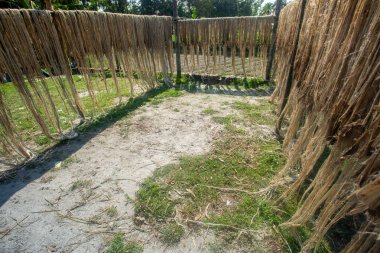 Jüt lifleri geleneksel yöntemlerle yol kenarında güneşte kurutuluyor. Jute yolun her iki tarafında da güneşte kurutuluyor.. 