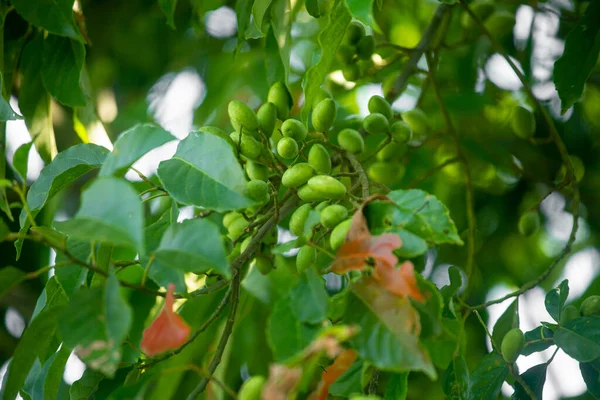 生的青橄榄挂在树上 丝瓜是在亚洲发现的一种热带水果 大的印度橄榄 孟加拉国人民称为Jalpai 它是一种用于制作泡菜的有益药用植物 — 图库照片