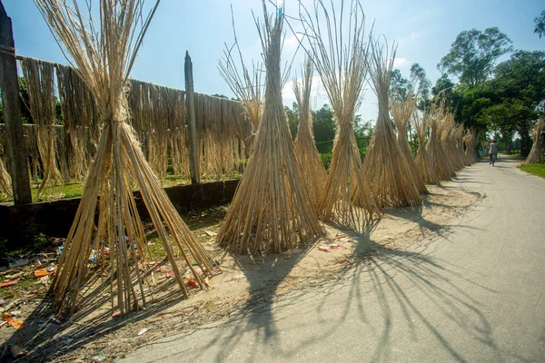 Jute fiber is being dried in the sun by the side of the road in the traditional way. Jute is being dried in the sun on both sides of the road.