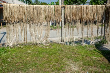 Jüt lifleri geleneksel yöntemlerle yol kenarında güneşte kurutuluyor. Jute yolun her iki tarafında da güneşte kurutuluyor.. 