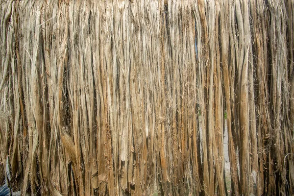 Closeup view of raw jute fiber. Rotten jute is being washed in water and dried in the sun. Brown jute fiber texture and details background.