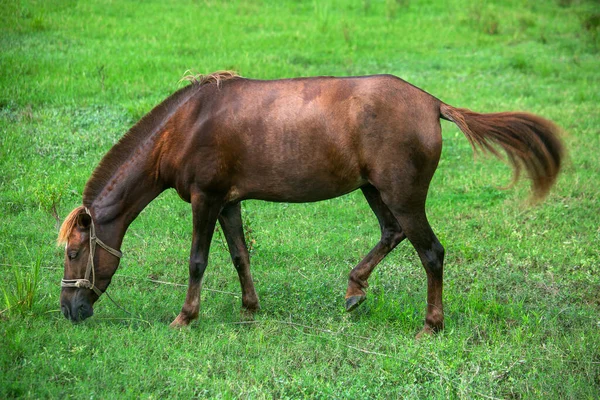 Caballo Domesticado Color Marrón Rojo Está Comiendo Hierba Verde Del — Foto de Stock