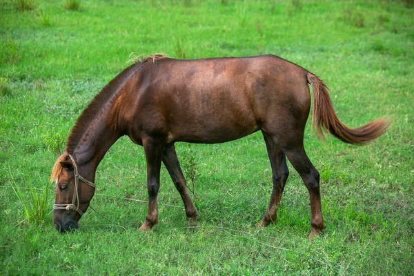 Ένα Καφέ Κόκκινο Εξημερωμένο Άλογο Τρώει Πράσινο Χορτάρι Του Αγρού — Φωτογραφία Αρχείου