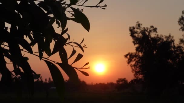 Schöne Goldene Sonnenuntergang Und Silhouette Baumblätter Romantische Und Friedliche Szene — Stockvideo