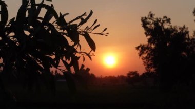 Güzel altın gün batımı ve siluet ağaç yaprakları. Gün batımının romantik ve huzurlu sahnesi ve sallanan karanlık ağaç tomurcukları ve yaprakları. Sonbahar mevsimi doğa ve gün batımı. Doğada güzellik. 4k video. 