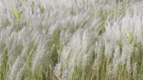 秋の畑の風に揺れる白いサクラウムのスポンサー花 野生のサトウキビやカンスの草として一般的に知られる休閑地で成長します 天然白緑の花4Kビデオ — ストック動画
