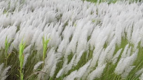 秋の畑の風に揺れる白いサクラウムのスポンサー花 野生のサトウキビやカンスの草として一般的に知られる休閑地で成長します 天然白緑の花4Kビデオ — ストック動画