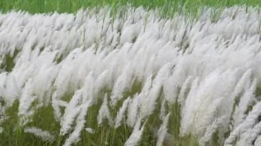 Sonbahar tarlasında rüzgarda sallanan beyaz Saccharum spontanyum çiçeği. Genellikle vahşi şeker kamışı ve Kans otları olarak bilinen yerde yetişir. Doğal beyaz-yeşil çiçek 4k video.