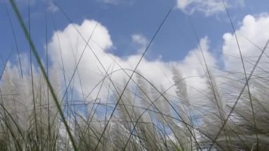 Saccharum spontanyum çiçeği rüzgarda savrulan sonbaharın mavi-beyaz gökyüzüne karşı sallanıyor. Genellikle vahşi şeker kamışı ve Kans otları olarak bilinen yerde yetişir. 4k video görüntülerini kapat.