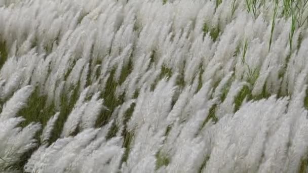 Біла Квітка Saccharum Spontaneum Гойдається Вітрі Осінньому Полі Рослина Росте — стокове відео