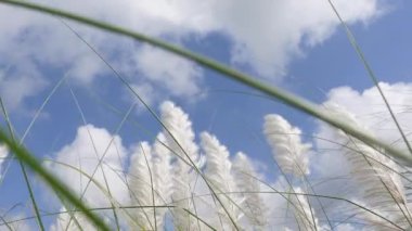 Saccharum spontanyum çiçeği rüzgarda savrulan sonbaharın mavi-beyaz gökyüzüne karşı sallanıyor. Genellikle vahşi şeker kamışı ve Kans otları olarak bilinen yerde yetişir. 4k video görüntülerini kapat.