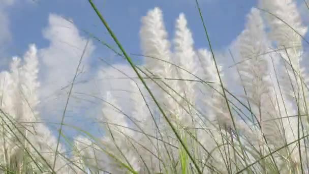 秋の青空を背景に風に揺れるサクラウム スポンタニウムの花 野生のサトウキビやカンスの草として一般的に知られる休閑地で成長します クローズアップビュー4Kビデオ — ストック動画