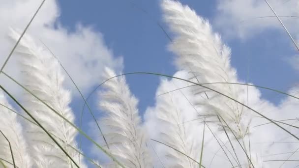 Квітка Спонтанного Сахару Сідає Блакитно Біле Небо Осені Вітрі Виростає — стокове відео
