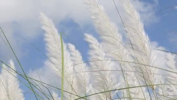 자성의 바람에 청백색의 하늘을 배경으로 립니다 나무는 일반적으로 사탕수수와 알려진 — 비디오