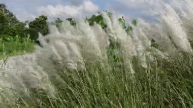 Saccharum spontanyum çiçeği rüzgarda savrulan sonbaharın mavi-beyaz gökyüzüne karşı sallanıyor. Genellikle vahşi şeker kamışı ve Kans otları olarak bilinen yerde yetişir. 4k video görüntülerini kapat.