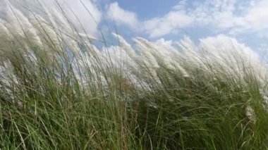 Saccharum spontanyum çiçeği rüzgarda savrulan sonbaharın mavi-beyaz gökyüzüne karşı sallanıyor. Genellikle vahşi şeker kamışı ve Kans otları olarak bilinen yerde yetişir. 4k video görüntülerini kapat.