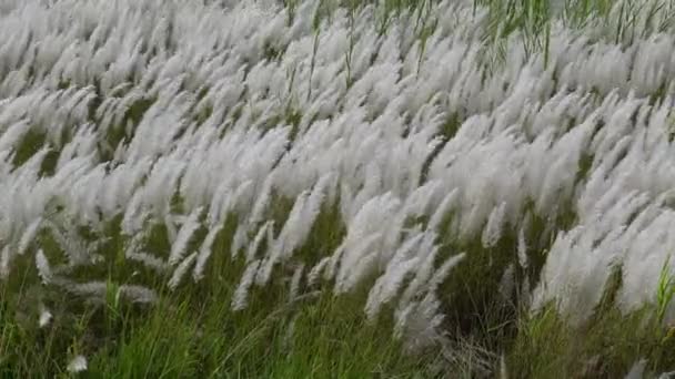 White Saccharum Spontaneum 들판에서 바람에 흔들리고 있습니다 나무는 일반적으로 사탕수수와 — 비디오
