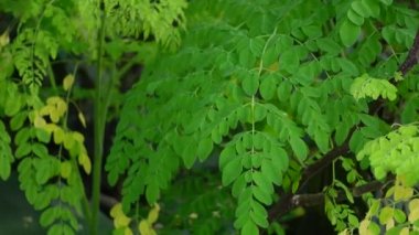 Sonbahar rüzgarında, zayıf yapraklar Moringa Oleifera ağaç yapraklarının dallarından dökülüyor. Taze yeşil baget ağacı yaprakları koyu bir ışık arka planında sallanıyor. 4k video.