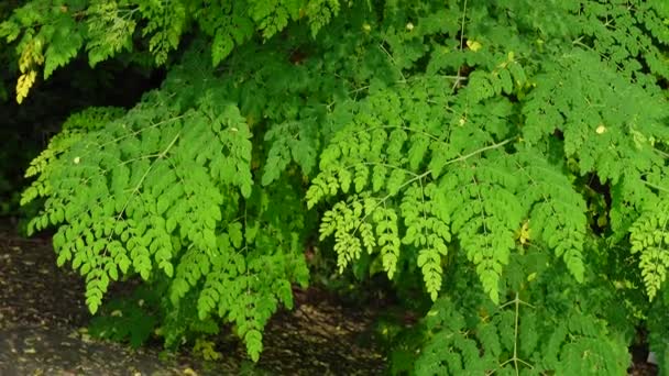 Jesiennym Wietrze Słabe Liście Spadają Gałęzi Liści Drzewa Moringa Oleifera — Wideo stockowe