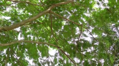 Büyük Royal poinciana (Delonix regia) ağaç dalları ve yapraklarıyla dolu yeşil bir çerçeve. Arka plan ağaç dalları ve yapraklarla doludur. 4k video. 