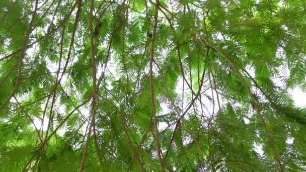 Uma Moldura Verde Cheia Enormes Ramos Folhas Árvores Royal Poinciana — Vídeo de Stock