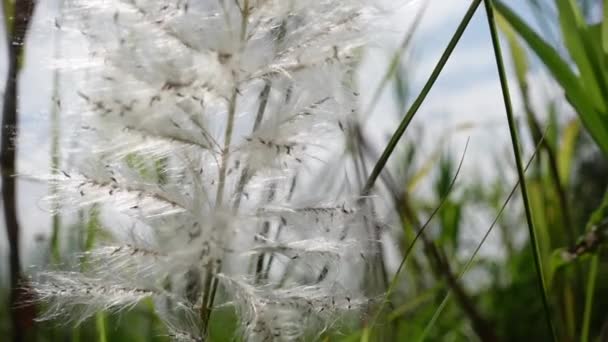 秋の畑の風に揺れる白いサクラウム スポンタネウムの花 野生のサトウキビやカンスの草として一般的に知られる休閑地で成長します 白い秋の花の近景 — ストック動画