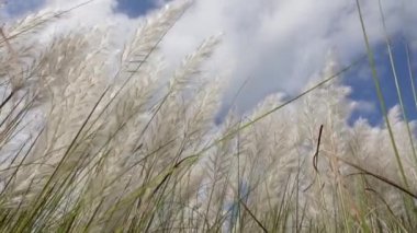 Saccharum Spontaneum çiçeği rüzgarda savrulan sonbaharın mavi-beyaz gökyüzüne karşı sallanıyor. Genellikle vahşi şeker kamışı ve Kans otları olarak bilinen yerde yetişir. Yakın çekim görüntüler yavaş çekim video.