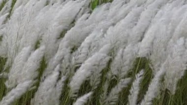 Beyaz Saccharum Spontaneum çiçeği sonbahar tarlasında rüzgarda sallanıyor. Genellikle vahşi şeker kamışı ve Kans otları olarak bilinen yerde yetişir. Doğal beyaz-yeşil çiçek yavaş çekim videosu.