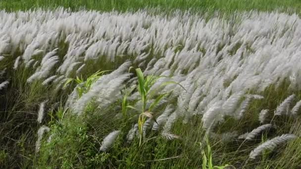 White Saccharum Spontaneum Flower Swaying Wind Autumn Field Grows Fallow — Stock Video