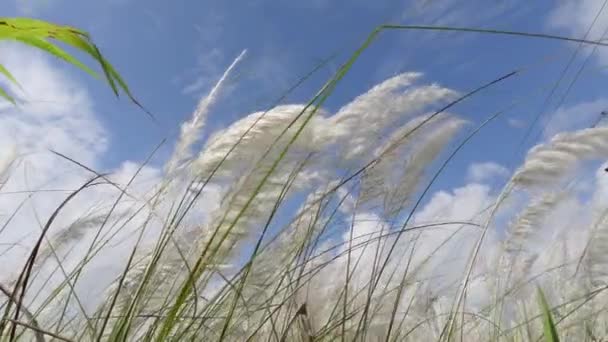 Saccharum Spontaneum Fleur Balançant Contre Ciel Bleu Blanc Automne Dans — Video