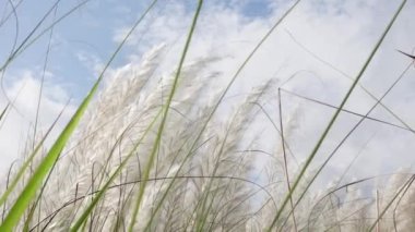 Saccharum Spontaneum çiçeği rüzgarda savrulan sonbaharın mavi-beyaz gökyüzüne karşı sallanıyor. Genellikle vahşi şeker kamışı ve Kans otları olarak bilinen yerde yetişir. Yakın çekim görüntüler yavaş çekim video.