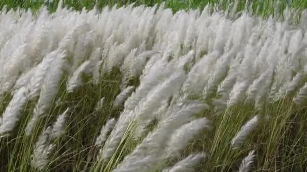 White Saccharum Spontaneum Flower Swaying Wind Autumn Field Grows Fallow — Stock Video