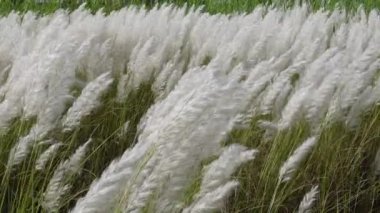 Beyaz Saccharum Spontaneum çiçeği sonbahar tarlasında rüzgarda sallanıyor. Genellikle vahşi şeker kamışı ve Kans otları olarak bilinen yerde yetişir. Doğal beyaz-yeşil çiçek yavaş çekim videosu.
