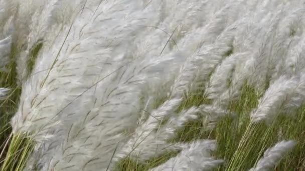 秋の畑の風に揺れる白いサクラウム スポンタネウムの花 野生のサトウキビやカンスの草として一般的に知られる休閑地で成長します 白い秋の花の近景 — ストック動画