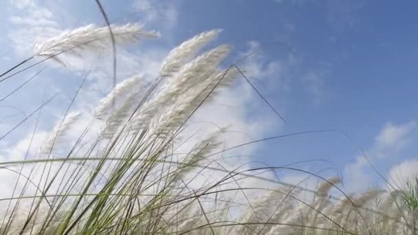 Saccharum Spontaneum Fiore Ondeggiante Contro Cielo Blu Bianco Dell Autunno — Video Stock