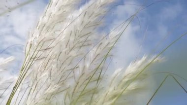 Saccharum Spontaneum çiçeği rüzgarda savrulan sonbaharın mavi-beyaz gökyüzüne karşı sallanıyor. Genellikle vahşi şeker kamışı ve Kans otları olarak bilinen yerde yetişir. Yakın çekim görüntüler yavaş çekim video.