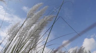 Saccharum Spontaneum çiçeği rüzgarda savrulan sonbaharın mavi-beyaz gökyüzüne karşı sallanıyor. Genellikle vahşi şeker kamışı ve Kans otları olarak bilinen yerde yetişir. Yakın çekim görüntüler yavaş çekim video.