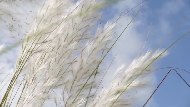 Квітка Saccharum Spontaneum Сідає Блакитно Біле Небо Осені Вітрі Виростає — стокове відео