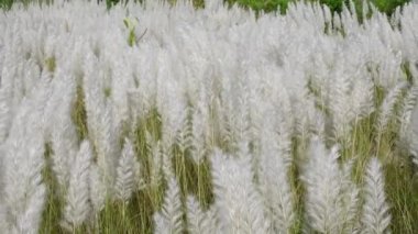 Beyaz Saccharum Spontaneum çiçeği sonbahar tarlasında rüzgarda sallanıyor. Genellikle vahşi şeker kamışı ve Kans otları olarak bilinen yerde yetişir. Doğal beyaz-yeşil çiçek yavaş çekim videosu.