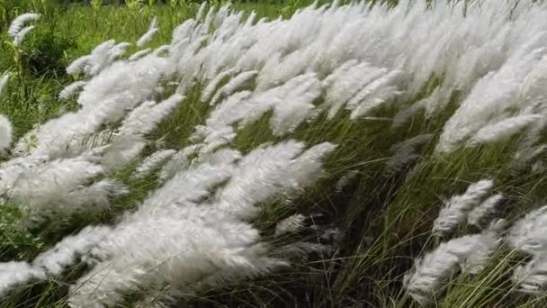 White Saccharum Spontaneum Flower Swaying Wind Autumn Field Grows Fallow — Stock Video