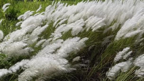 Λευκό Λουλούδι Saccharum Spontaneum Ταλαντεύεται Στον Άνεμο Στο Πεδίο Του — Αρχείο Βίντεο