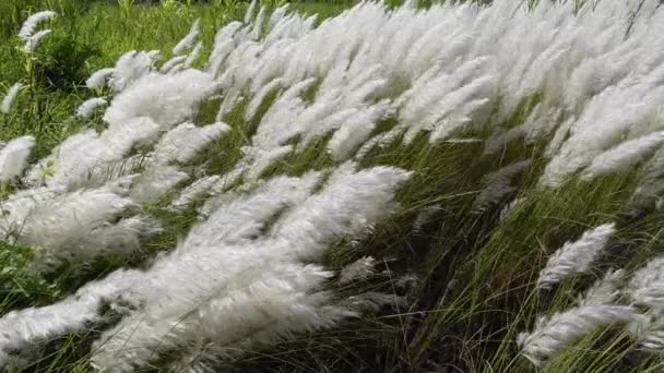 秋の畑の風に揺れる白いサクラウム スポンタネウムの花 野生のサトウキビやカンスの草として一般的に知られる休閑地で成長します 自然な白緑の花のスローモーションビデオ — ストック動画