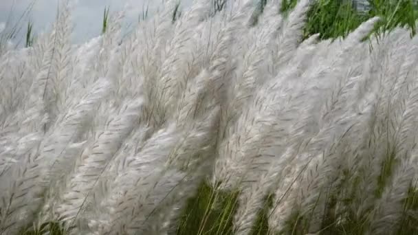 Біла Квітка Сахарума Спонтанум Гойдається Вітрі Осінньому Полі Рослина Росте — стокове відео