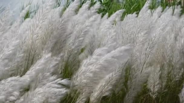 White Saccharum Spontaneum Flower Swaying Wind Autumn Field Grows Fallow — Stock Video