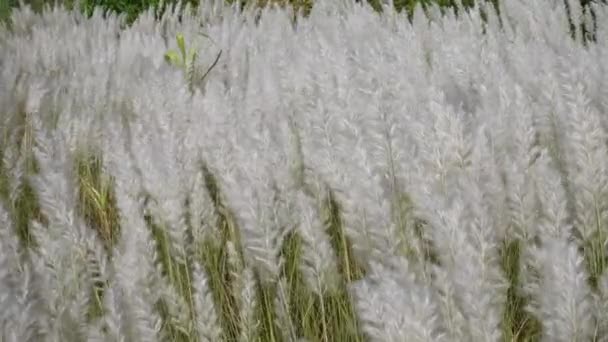 Fleurs Blanches Saccharum Spontaneum Balançant Dans Vent Dans Champ Automne — Video