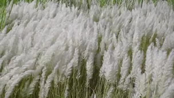 秋の畑の風に揺れる白いサクラウム スポンタネウムの花 野生のサトウキビやカンスの草として一般的に知られる休閑地で成長します 自然な白緑の花のスローモーションビデオ — ストック動画