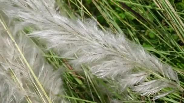 Saccharum Blanco Flor Espontaneo Balanceándose Viento Campo Otoño Crece Tierras — Vídeo de stock